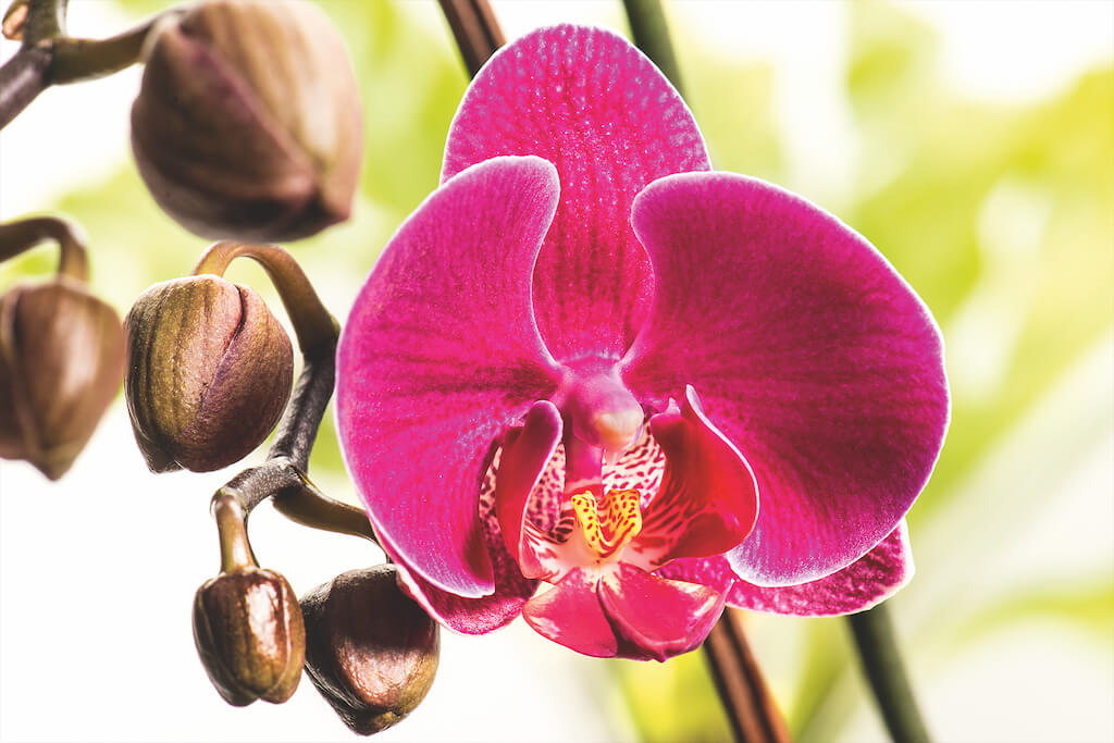 Makrofotografie Orchidee