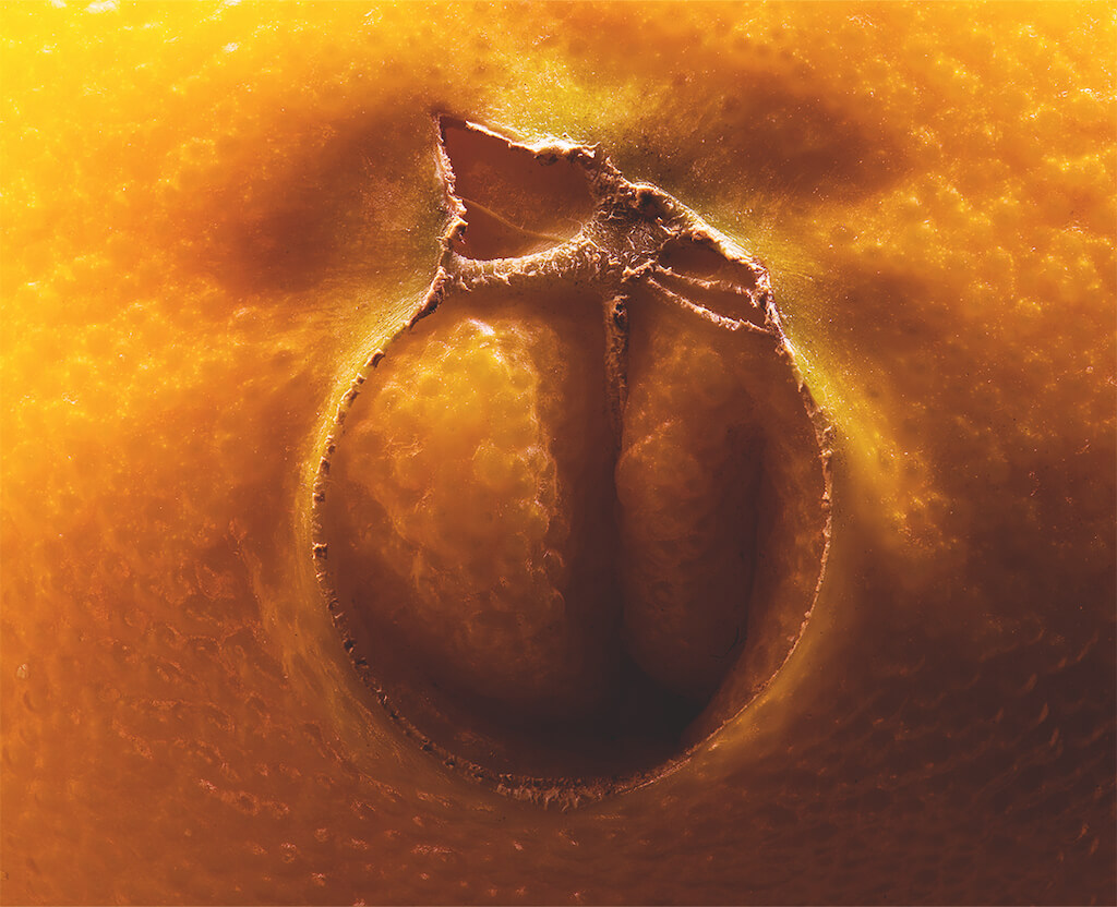 Makrofotografie Orange