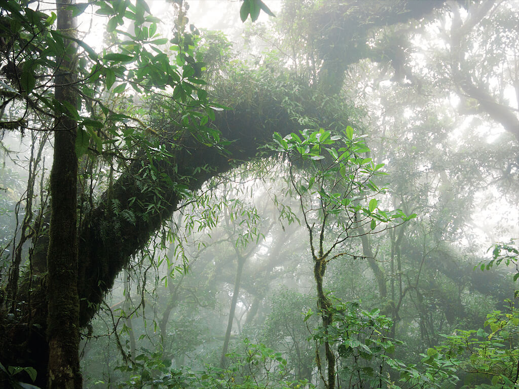 Dschungellandschaft im Nebel Dschungellandschaft im Nebel