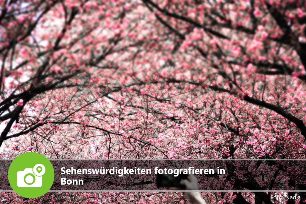 Sehenswürdigkeiten fotografieren in Bonn