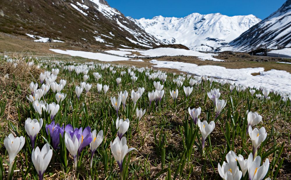 Fotomotiv: Der Bergfrühling in Graubünden