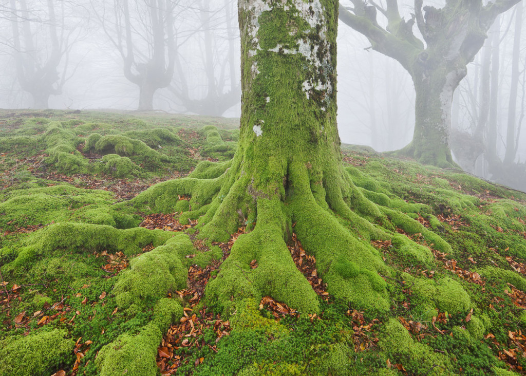 Wald und Bäume fotografieren 