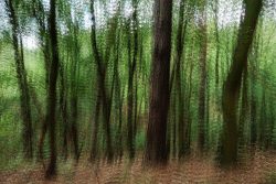 Bäume Wald fotografieren