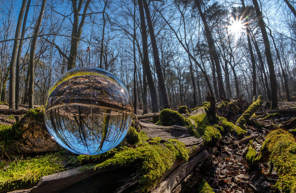 Wald und Bäume fotografieren