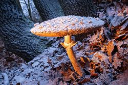 Pilz als Fotomotiv mit Blitzlicht