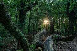Sonnenstrahlen im Wald fotografieren