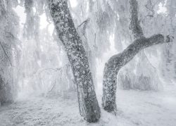 Wald im Winter fotografieren