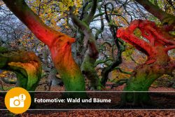 Fotomotive: Wald und Bäume