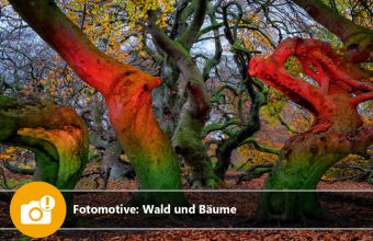 Fotomotive: Wald und Bäume