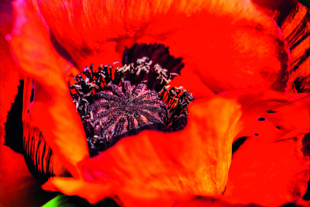 Der Schlafmohn Der Schlafmohn