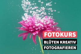 Online-Fotokurs Blüten fotografieren