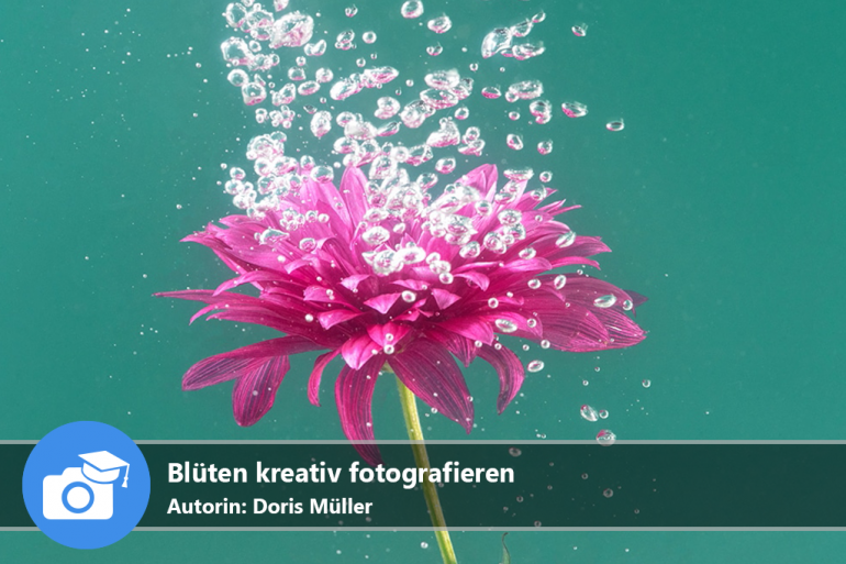 Blüten kreativ fotografieren