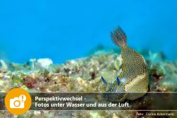 Perspektivwechsel - Fotos unter Wasser und aus der Luft