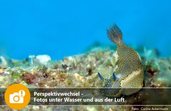 Perspektivwechsel - Fotos unter Wasser und aus der Luft